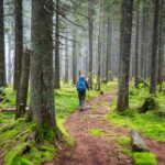 A person hikes through a mossy forest