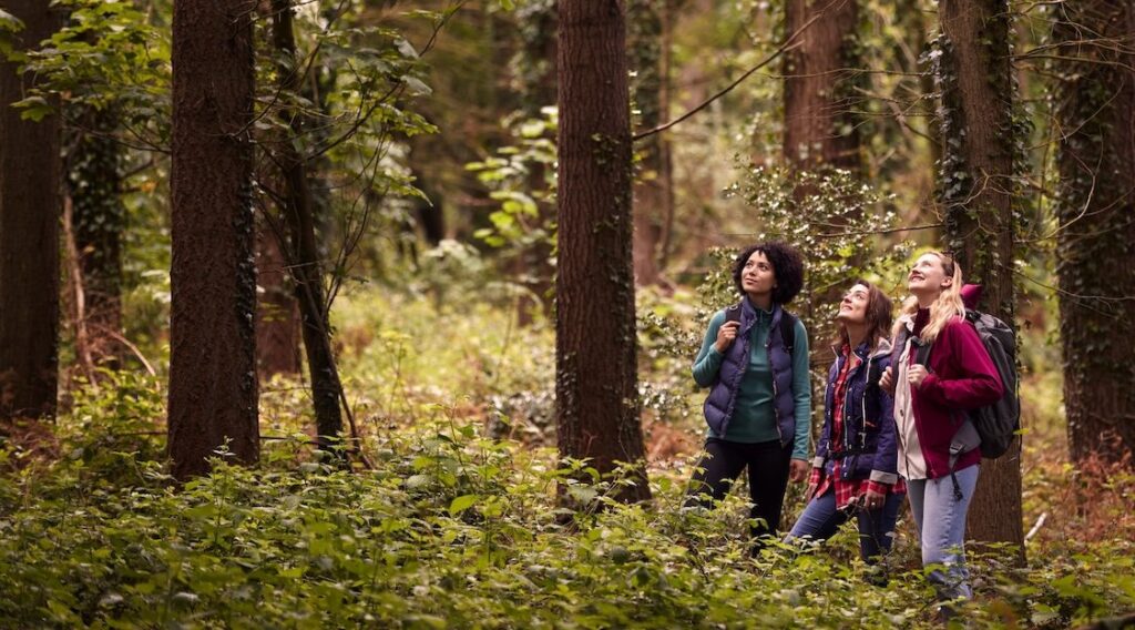 A group of women on a hike looking up at the trees